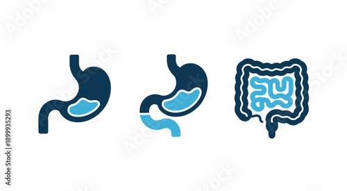 Human stomach and intestines anatomy icons  medical illustration set