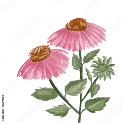Pink Echinacea purpurea flower on white background