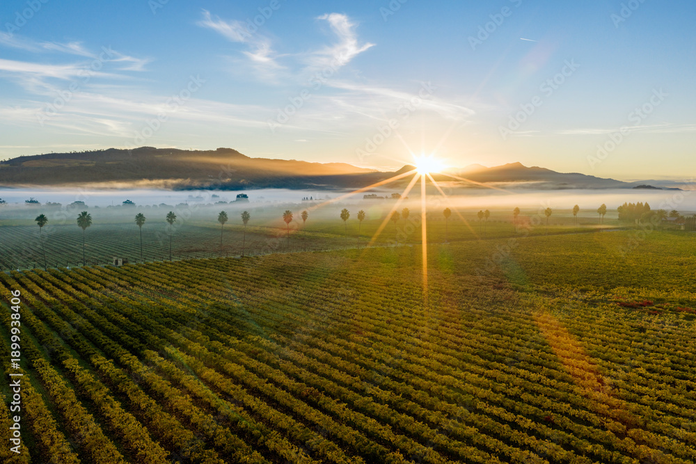 Fototapeta premium Aerial view of vineyards at sunrise with fog, Rutherford AVA, Napa Valley, California, USA