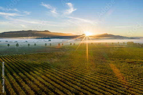 Aerial view of vineyards at sunrise with fog, Rutherford AVA, Napa Valley, California, USA