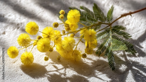 Yellow flowers and green leaves on a light surface with shadows in a sunny room during the day