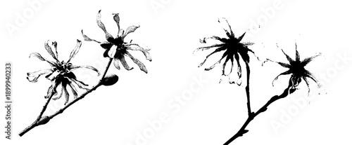 Elegant Silhouette of Witch Hazel Flowers in Black and White