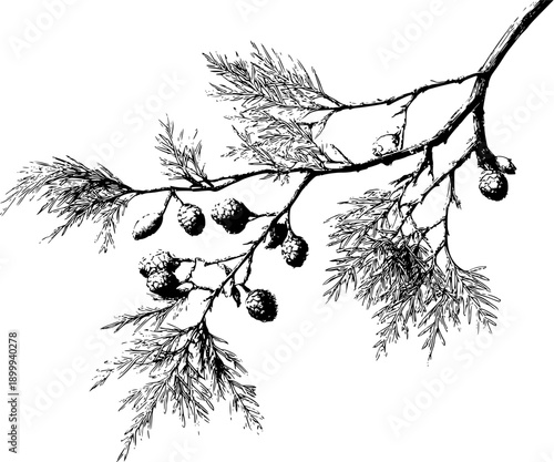 Evergreen Whispers: A Sketch of Bald Cypress