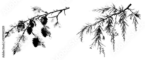 Dawn Redwood Herbarium Sketch: An Artistic Botanical Illustration of a Branch