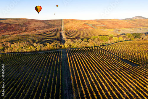 Vineyard rows in the hilly Los Carneros (Carneros) wine region near the Napa–Sonoma county line, California, USA, at golden hour in November 2025.