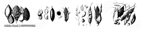 Vintage Herbarium Sketch of Five Unique Species
