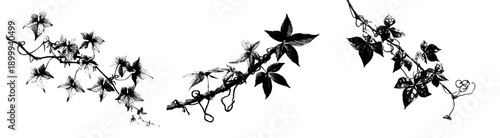 Vine of Hope: An artistic expression of Virginia Creeper's resilience