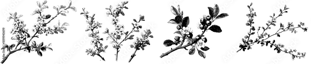 Fototapeta premium Antique Herbarium Art: Painted Botanical Illustration of Three Cotoneaster Branches