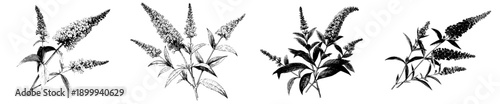 Vintage Herbarium Sketch: The Timeless Beauty of Butterfly Bushes