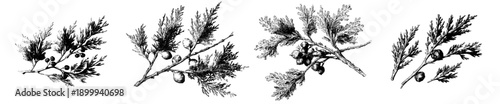 Timeless Evergreen: A Vintage Herbarium Sketch of Three Cypress Branches