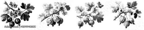 Botanical Illustration of Gooseberries and Leaves