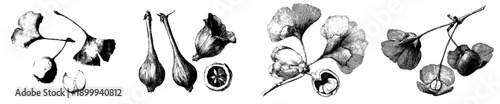 Vintage herbarium sketch of three Ginkgo fruits nuts two atta