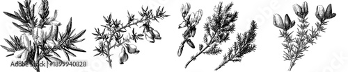 Vintage Herbarium Sketch of Three Gorse Branches Featuring Deer
