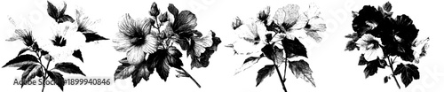 Elegant Hibiscus Syriacus: A Vintage Herbarium Sketch