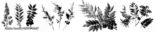 Vintage Herbarium Sketch: Mahonia Tridactyla Flowering Branches with Fruits and Seeds