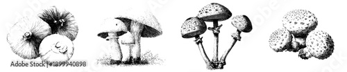Vintage Herbarium Sketch of Three Puffball Mushrooms