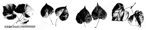 Elegant Silhouette of Cottonwood Leaves in the Herbarium