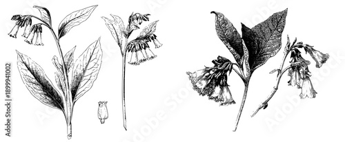 Herbal Wisdom: A Vintage Sketch of Comfrey and Wildflowers