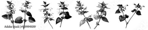 Nature's Silhouette: A Black and White Herbarium Sketch of Two Dead Nettle Stalks