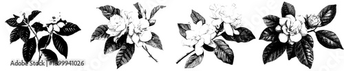 Elegant Gardenias: A Vintage Herbarium Sketch