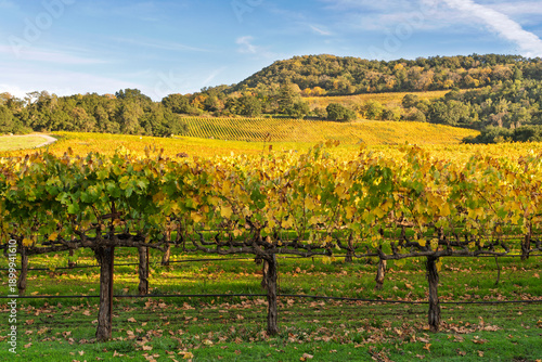 View of  golden Vineyards in the eastern hills of the Napa Valley AVA ,Napa, Napa County, California, USA.