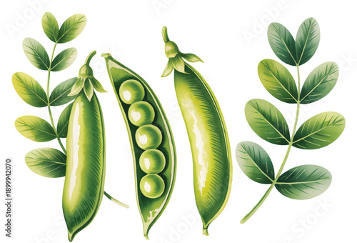Hand Drawn Watercolor Pea Pods with Leaves and Tendrils Isolated on White