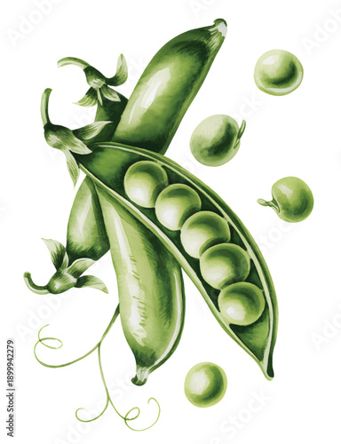 Hand Drawn Watercolor Pea Pods with Leaves and Tendrils Isolated on White