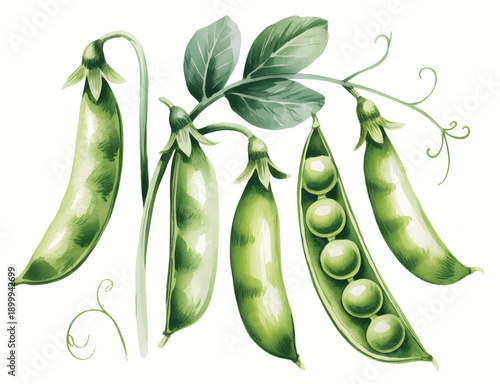 Fresh Organic Green Peas Watercolor Illustration for Healthy Food and Farm Produce Design