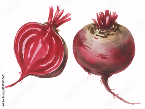 Fresh Organic Beetroot Watercolor Botanical Illustration for Kitchen, Cooking, and Nutrition Themes