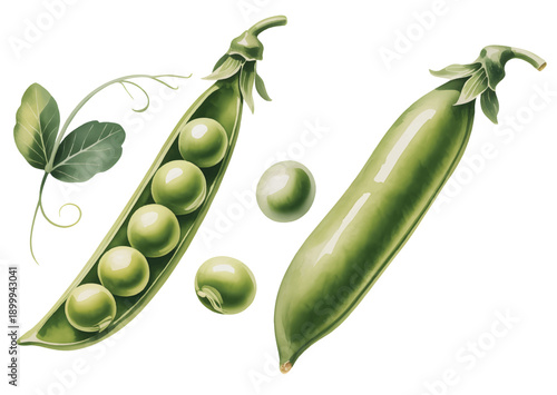 Hand Painted Watercolor Green Peas Pods with Leaves and Tendrils Isolated on White Background