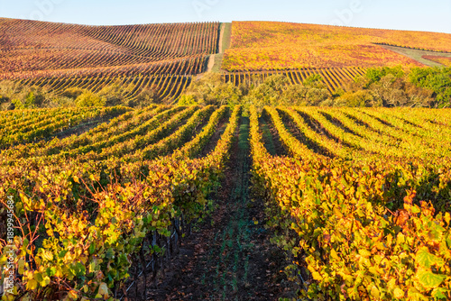 Vineyard rows in the hilly Los Carneros (Carneros) wine region near the NapaÐSonoma county line, California, USA, at golden hour in November 2025.
