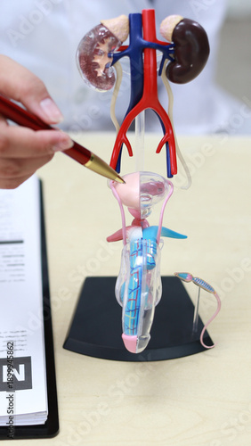 Doctor explaining human urinary system anatomy using a detailed medical model with kidneys, bladder and urethra.
