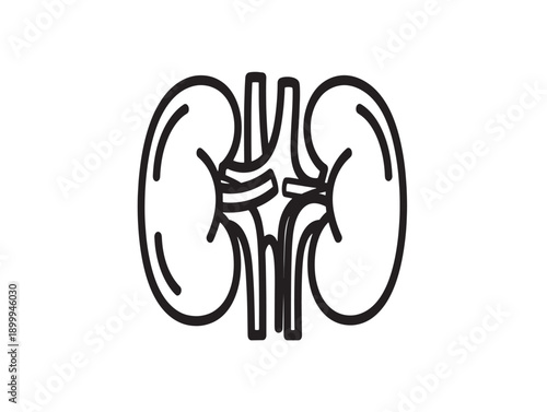Minimalist vector illustration of human kidneys and ureter