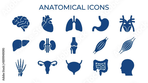 Anatomical icons set of human organs and body parts on white background