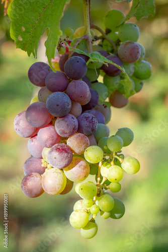 Close-up of late-season wine grapes remaining on the vine after harvest in Napa Valley, Napa County, California, USA.