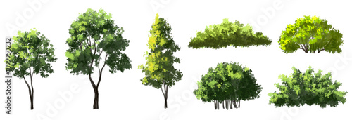  Vector watercolor green  tree or forest side view isolated on white background for landscape and architecture drawing,elements for environment or and garden,Shrub for section