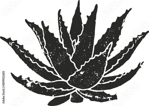Black and white grunge agave plant illustration with detailed leaves silhouette
