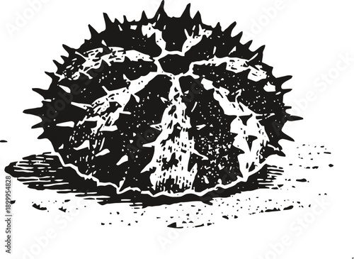 Vintage engraving of a spiky sea urchin isolated on white background