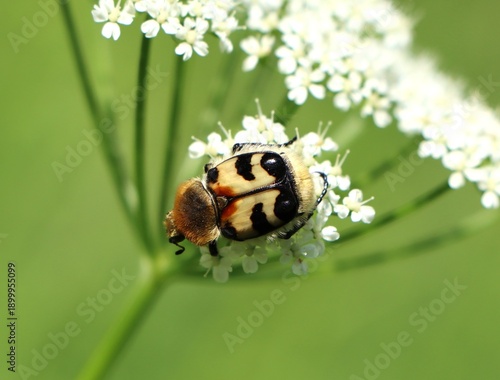 Картината върху платно Trichius fasciatus (bee chafer or Eurasian bee beetle) on a plant