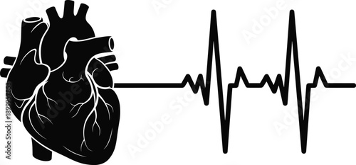 Human heart anatomy illustration with ECG heartbeat line representing cardiology, medical diagnostics, healthcare monitoring, and cardiovascular health concept