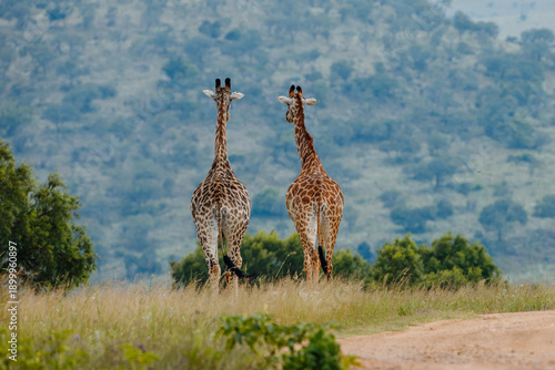 giraffe in africa