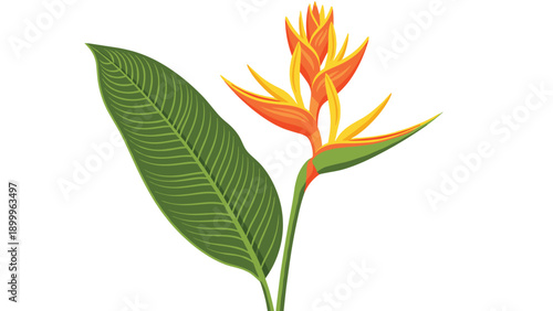 Beautiful tropical bird of paradise flower with bright orange and yellow petals and a large textured green leaf on white background.