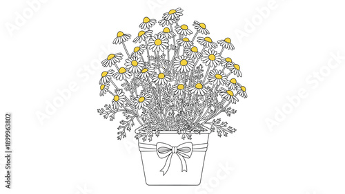 Charming bouquet of white chamomile flowers with yellow centers arranged in a decorative pot tied with a neat bow for a floral gift idea.