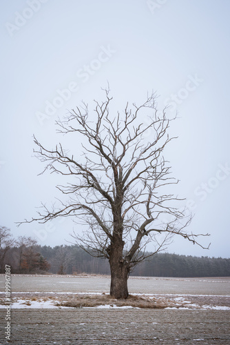 Wallpaper Mural A bare tree standing alone in a field Torontodigital.ca