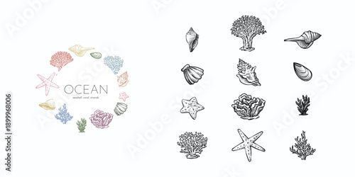 Vintage seashell and coral collection. Hand drawn engraving style sea life icons with starfish and shells in a wreath and individual elements. Vector set for summer beach branding.
