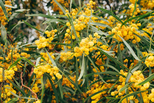 Background with mimosa branches.