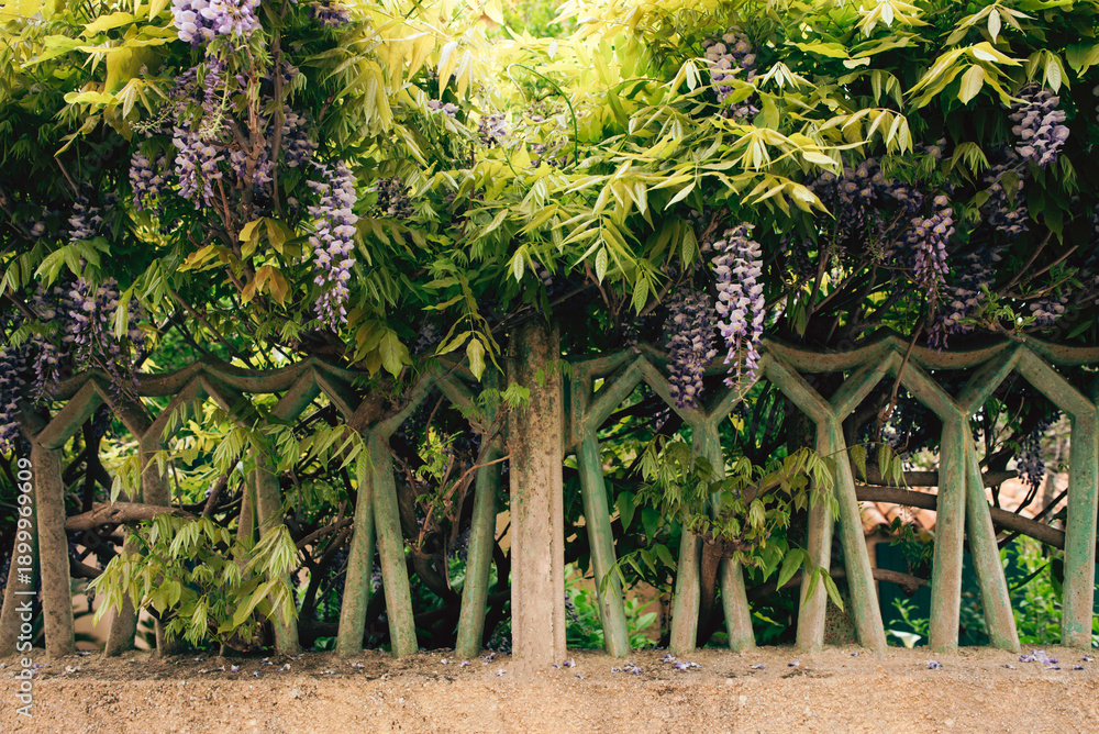 Fotografie Universal background with green vegetation.
