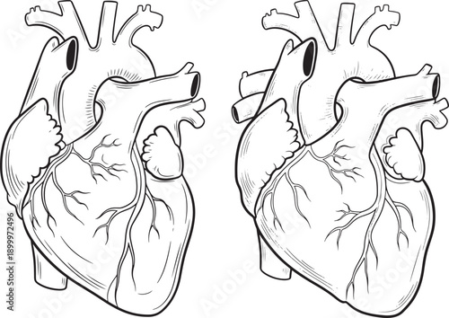 Line art illustration of two human hearts side by side, representing anatomy, health, and cardiology.