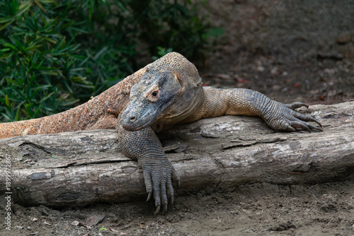 Beautiful photo of a Komodo dragon in a zoo
