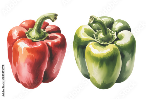 Garden fresh capsicum peppers illustrated in soft hand-painted watercolor style.